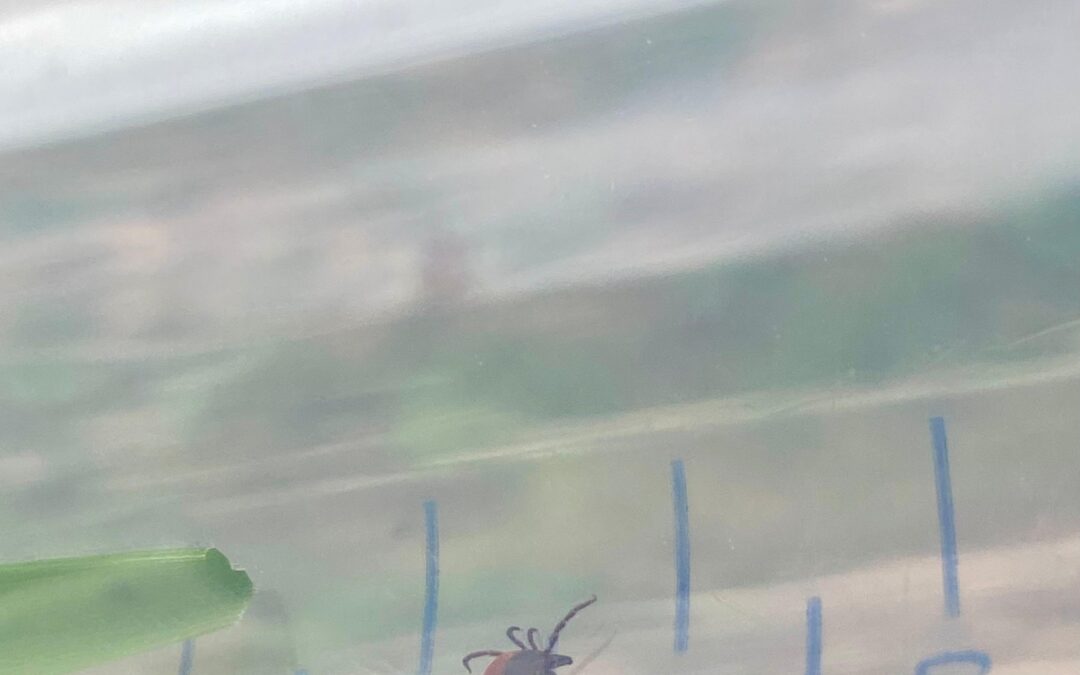 Podcast: “Ticks – the danger in tall grass?”